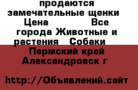 продаются замечательные щенки › Цена ­ 10 000 - Все города Животные и растения » Собаки   . Пермский край,Александровск г.